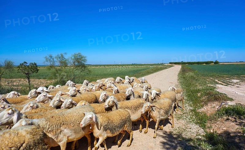 Sheeps flock in Castile La Mancha of Spain Albacete