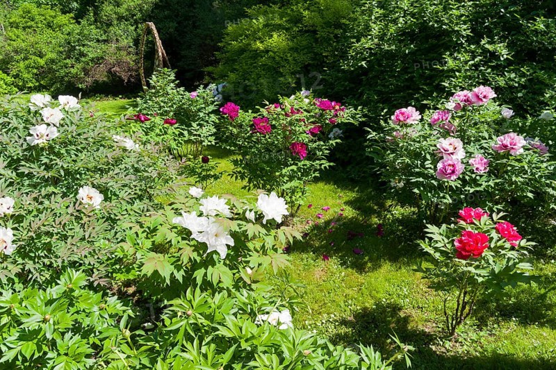 Flowering colorful tree peonies in a botanical garden. Sunny day at the end of May