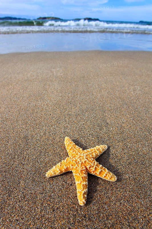 Starfish on the beach