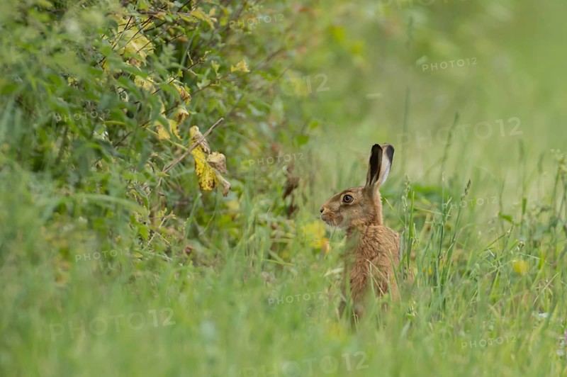 Brown hare (Lepus europaeus) adult animal in grassland next to a hedgerow, Norfolk, England United Kingdom