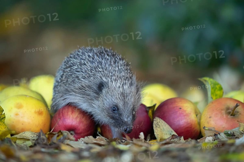 European hedgehog (Erinaceus europaeus) adult animal on fallen apples in a garden in the autumn, Suffolk, England, United Kingdom, Europe