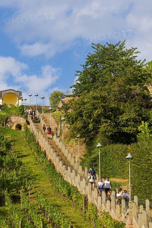 The Spitzhaus staircase is located in the Saxon town of Radebeul. It connects the Hoflößnitz vineyard with the Spitzhaus and the Bismarck Tower. The staircase, including the shell pavilion at the top, is a heritage-protected building, Radebeul Weinhänge, Radebeul, Saxony, Germany, Europe