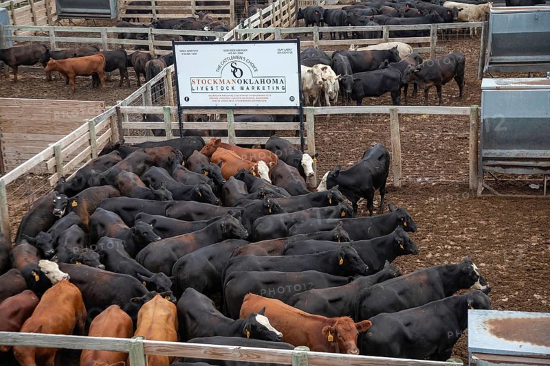 Oklahoma City, Oklahoma, Cattle in a pen awaiting auction at the Oklahoma National Stockyards. Since it was founded in 1910, more than 100 million cattle have been sold at ONSY's weekly auctions