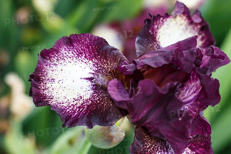 Beautiful multicolored iris flower bloom in the garden. Close up, fragility and summer concept
