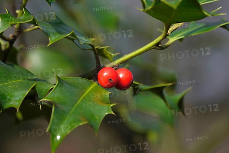 Holly (Ilex aquifolium), February, Germany, Europe