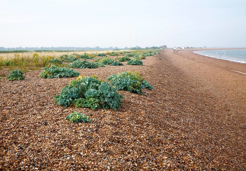 Vegetated shingle ecosystem with sea kale, Crambe maritime, growing at Shingle Street, Suffolk, England, UK