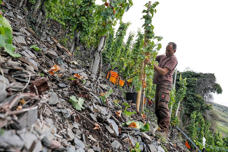 A grape harvest helper picking Riesling grapes in one of the steepest vineyards in Europe, Neef, 30/09/2020