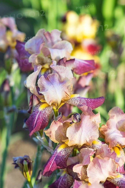 Colorful purple and yellow irises in a botanical garden