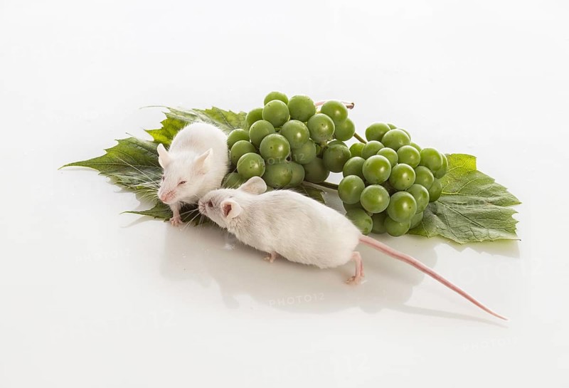 Two small white mice with bunches of green grapes on a white background