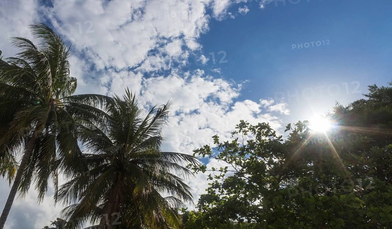 Palm trees and sun on a background of blue sky
