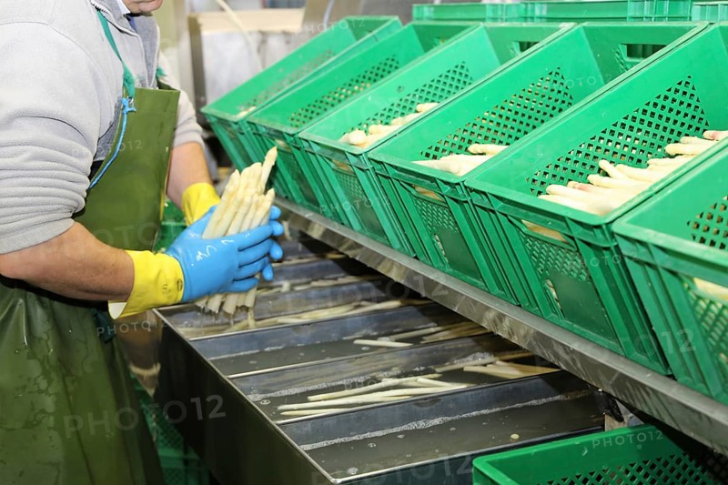 Agriculture asparagus washing and sorting with washing machine and sorting machine on a farm in Mutterstadt, Rhineland-Palatinate