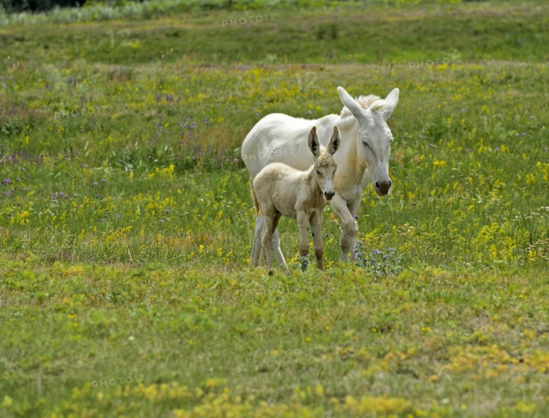 Mare with foal of the Austro-Hungarian White Baroque Donkey (Equus asinus asinus), Ferto Cultural Landscape, Hungary, Europe