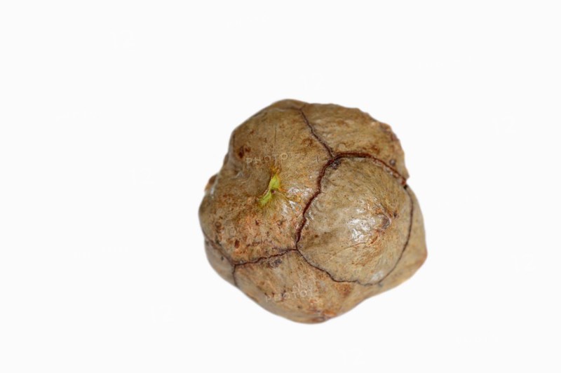 Mediterranean cypress or mediterranean cypress (Cupressus sempervirens), cones on a white background