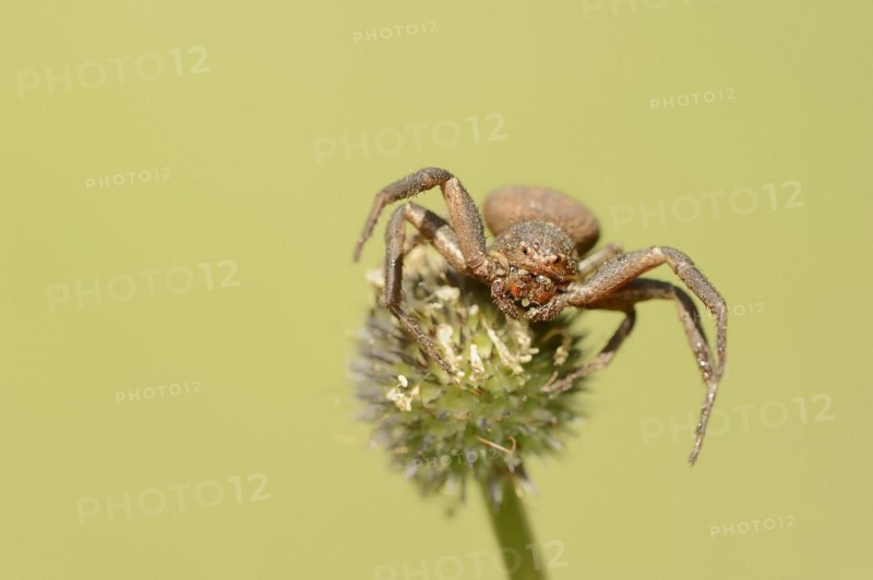 Crab spider (Xysticus spec.), Provence, Southern France