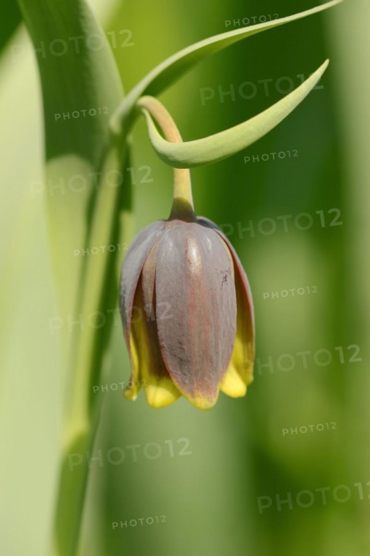 Turkish checkerboard flower or Michailovsky's fritillary (Fritillaria michailovskyi), flower, ornamental plant, North Rhine-Westphalia, Germany, Europe