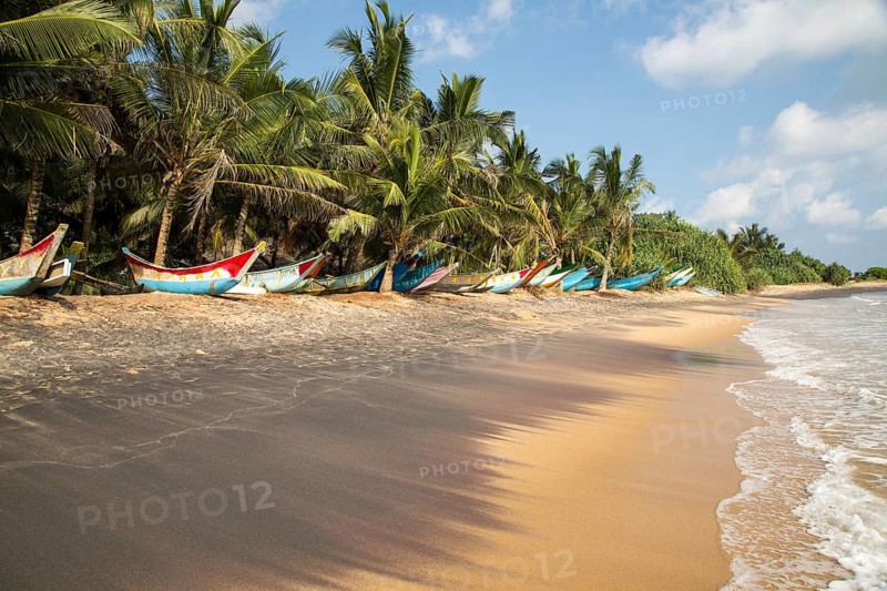 Brightly coloured fishing canoes under coconut palm trees of tropical sandy beach, Mirissa, Sri Lanka, Asia