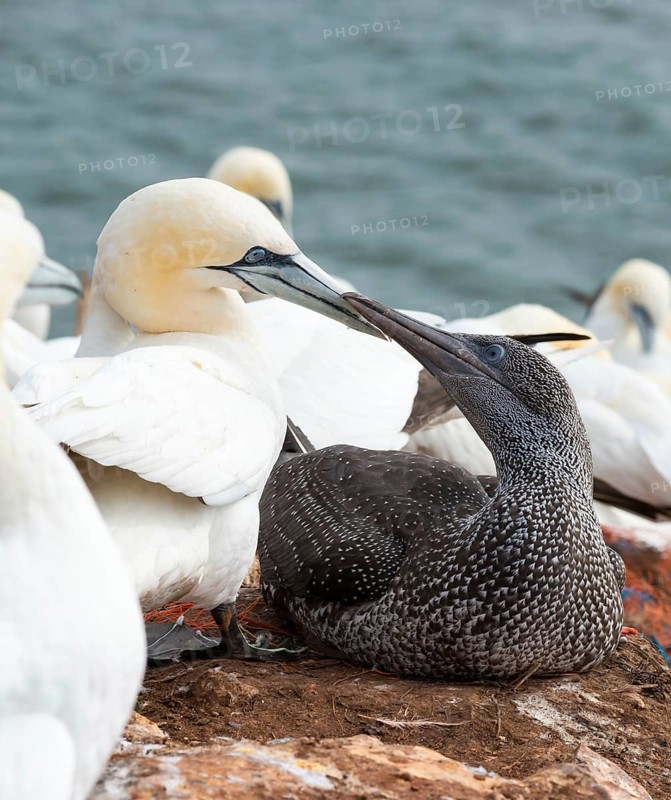 Northern gannet (Morus bassanus) (synonym: Sula bassana), one with white plumage and yellow head, the other dark, sitting on nest on red rock by the sea, young bird in juvenile plumage beaks with adult, in the background other animals of the colony, northern gannet colony on the Lummenfelsen, island of Helgoland, North Sea, Schleswig-Holstein, Germany, Europe