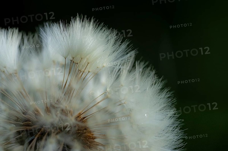 Common dandelion (Taraxacum) in detail, Mindelheim, Bavaria, Germany, Europe