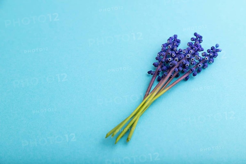 Muscari or murine hyacinth flowers on blue pastel background. side view, copy space, still life. Beauty, spring, summer concept. viper bow