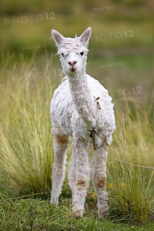 Alpaca (Vicugna pacos), young animal, in the Reserva Nacional de Salinas y Aguada Blanca, Province of Arequipa, Peru, South America