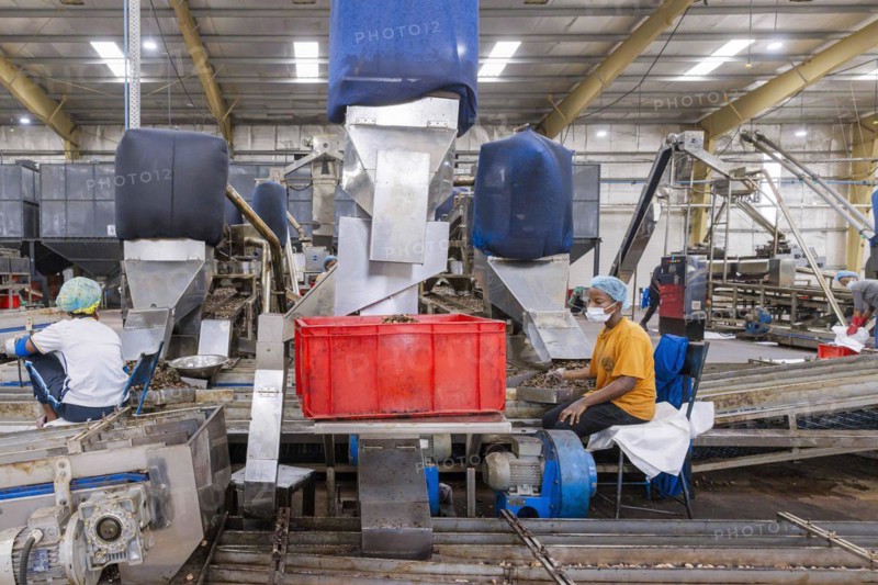 KAJU, cashew factory. Employees picking out the whole nuts from the shells on a conveyor belt, cashew nut factory near Cotonou in Benin, Glo-Djigbe, 07.03.2024.Photographed on behalf of the Federal Ministry for Economic Cooperation and Development