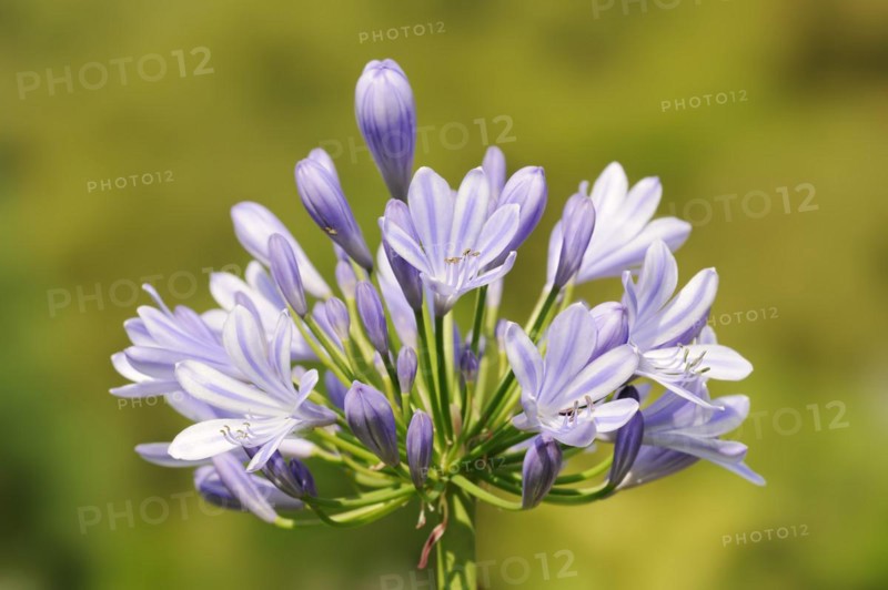 Blue lily (Agapanthus africanus), flowers, native to Africa, ornamental plant, North Rhine-Westphalia, Germany, Europe