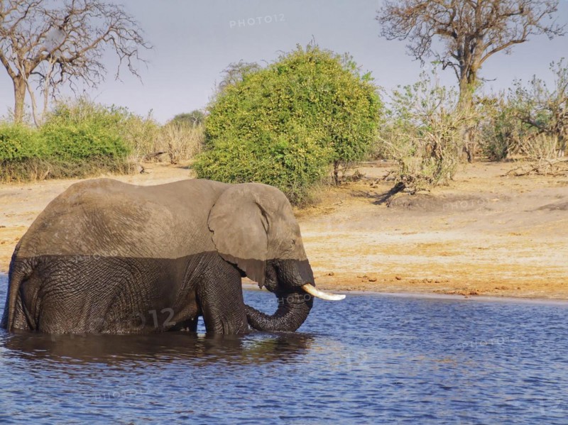 An elephant crosses the Chobe, the lower reaches of the Cuando River, on the border of Namibia and Botswana. Kasane, Chobe District, Botswana, Africa