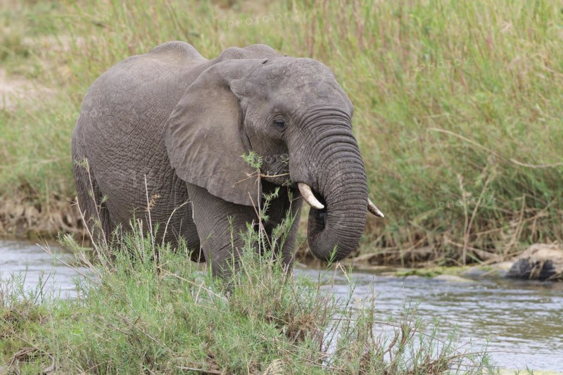 African bush elephant (Loxodonta africana), young adult male feeding on reeds in the bed of the Olifants River, Kruger National Park, South Africa, Africa