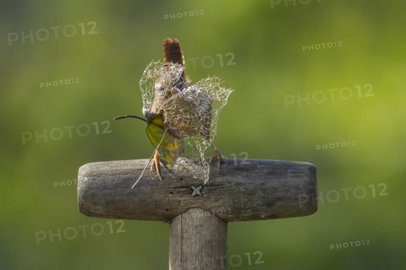 European wren (Troglodytes troglodytes) adult bird on a garden fork handle with nesting material in its beak in spring, England, United Kingdom, Europe