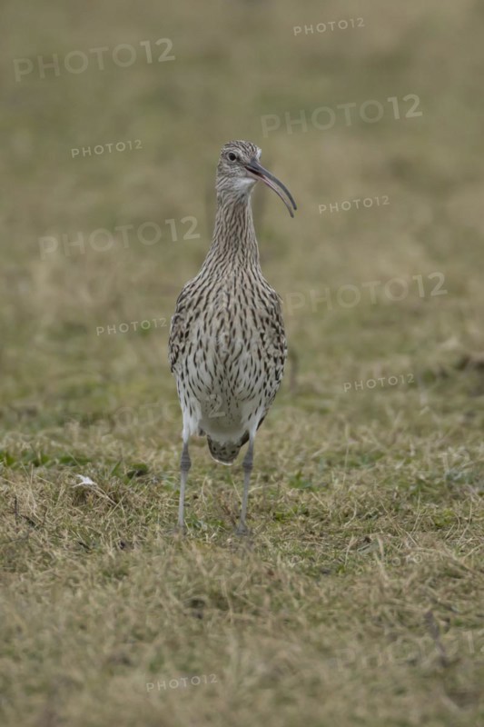 Eurasian curlew (Numenius arquata) adult bird calling on grassland, England, United Kingdom, Europe