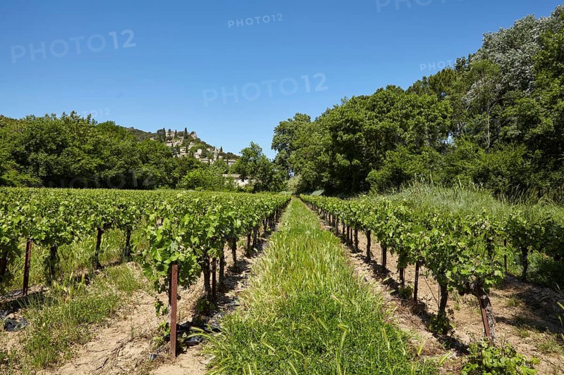 Field with grape vines (Vitis vinifera) and the commune of La Roque-sur-Cèze built on a hill, Gard department, Occitanie region, France, Europe