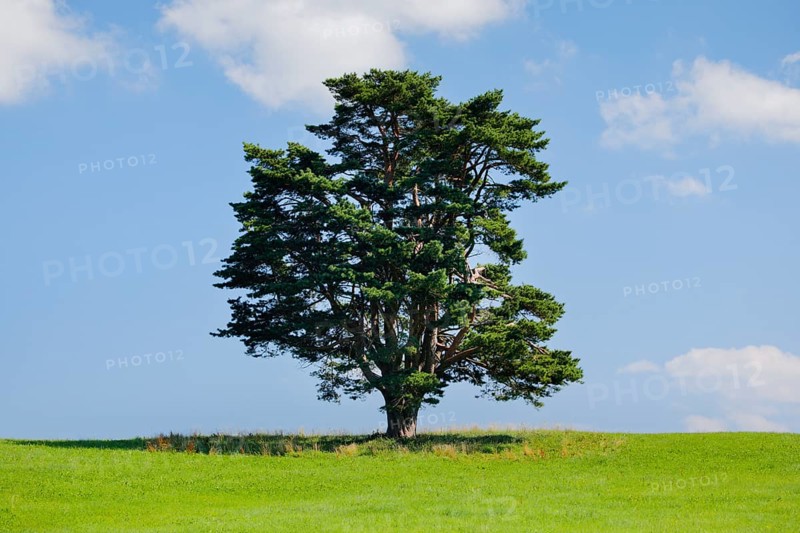 Old pine tree in Oberägeri, Canton Zug, Switzerland, Europe