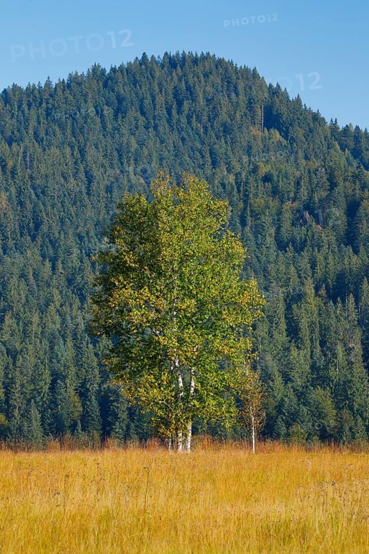 Birches in the Rothenthurm raised bog, Canton Schwyz, Switzerland, Europe