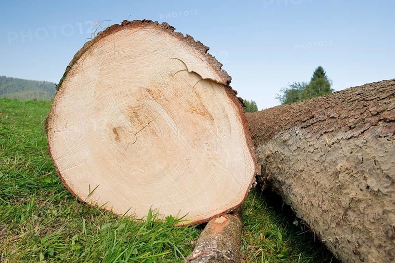 Freshly felled tree trunk of a large pine tree, Switzerland, Europe