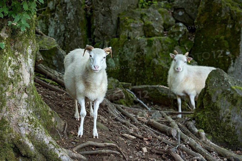 Sheep, white Domestic sheep (Ovis gmelini aries) with horn on volcanic basalt rocks, basanite, summit of Hoherodskopf mountain, Tertiary volcano, Schotten, Vogelsberg Volcanic Region nature park Park, Hesse, Germany, Europe