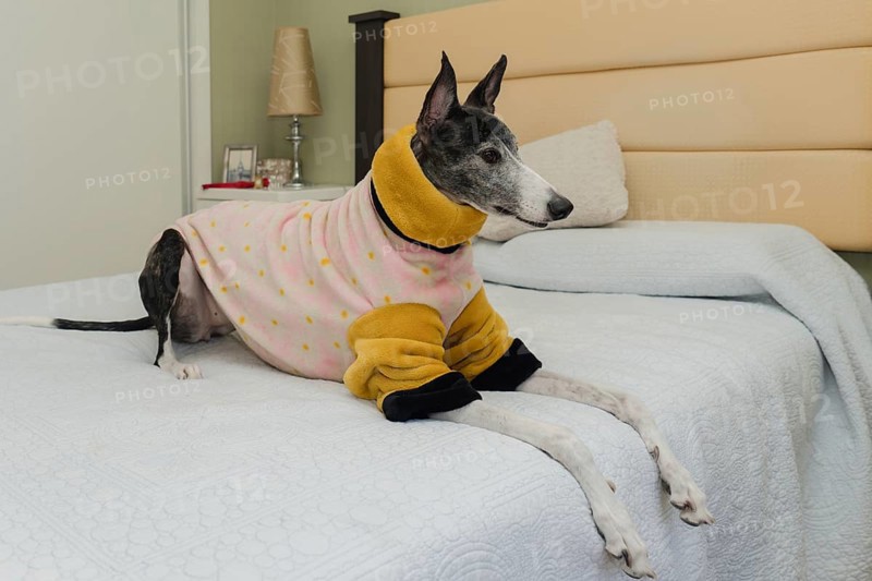 A greyhound dog with an orange and pink coat to keep her warm, sitting comfortably on her owner's bed