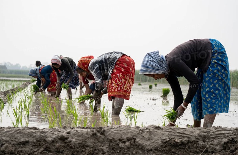 Morigaon, India. 20 February 2024. Women plant rice saplings in a paddy field on February 20, 2024 in Mayong, India. Rice cultivation contributes to food security in India by ensuring a stable supply of this essential food grain