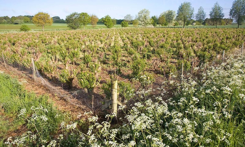 Set bed of cricket bat willow, Salix Alba Caerulea, which produces cuttings for new trees, near Bures, Essex, England, United Kingdom, Europe