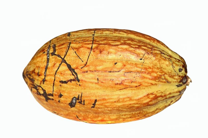 Cocoa tree (Theobroma cacao), ripe cocoa fruit