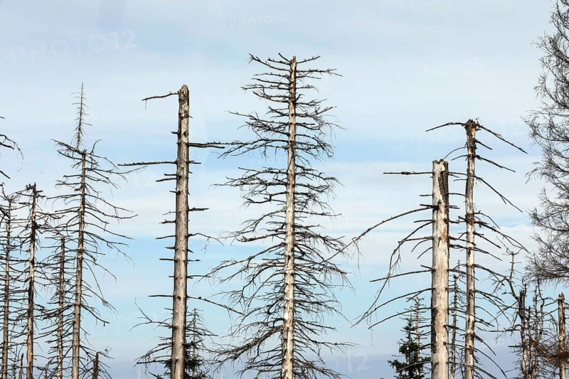 Dead spruce trees, due to infestation by bark beetles, Oderbrück, 19/07/2020
