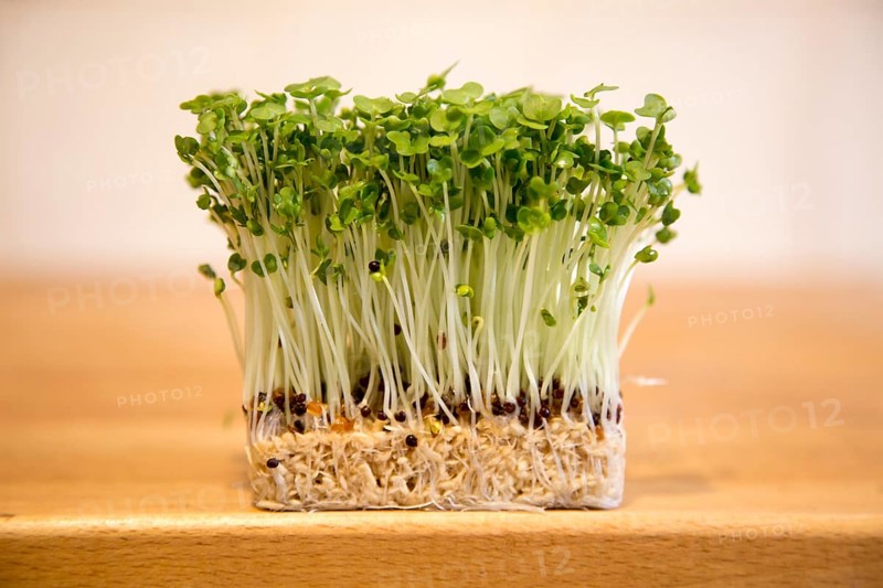 Close up of salad cress growing on wooden kitchen surface
