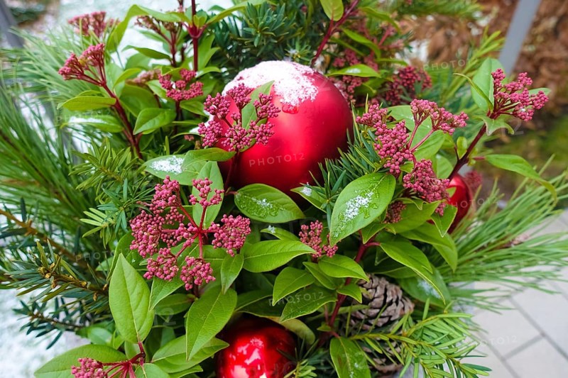 Christmas motif, Christmas, Christmas, Christmas festival, Advent season, Christmas baubles, jewellery, Advent season, Christmas arrangement, Christmas decoration, Christmas card motif, Japanese fruit skimmia (skimmia japonica), evergreen perennial, red flowers, pine cones, snow, Germany, Europe