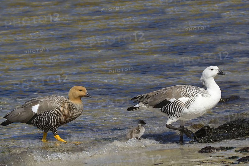 Magellanic Goose with juvenile on Carcass Island, Falkland, female is brown, male is white, (Cloephaga picta), Falkland Islands, Antarctica, South America