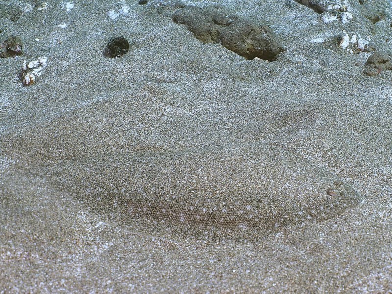 Sand tongue (Pegusa lascaris) camouflaged in the sandy seabed. Dive site El Cabron marine reserve, Arinaga, Gran Canaria, Spain, Atlantic Ocean, Europe