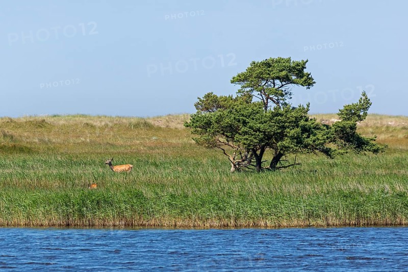Pine, tree, reed grass, Libbertsee, hind, calf, circular hiking trail, nature reserve, Darßer Ort, Born a. Darß, Mecklenburg-Vorpommern, Germany, Europe