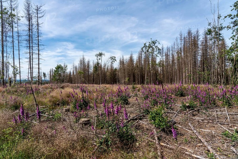 Cleared forest in the Eggegebirge, near Lichtenau, Paderborn district, site of a spruce forest that had died due to heavy bark beetle infestation and was felled, in the background there are still dead spruce trees, Common foxglove growing, North Rhine-Westphalia, Germany, Europe
