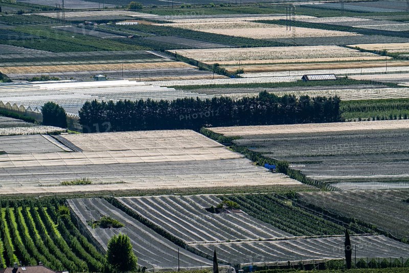 Apple-growing area and wine-growing, in the Adige Valley, South Tyrol, large areas under cultivation, in South Tyrol over 18, 400 hectares, cultivated by over 7000 fruit growers, during the harvest season, Italy, Europe