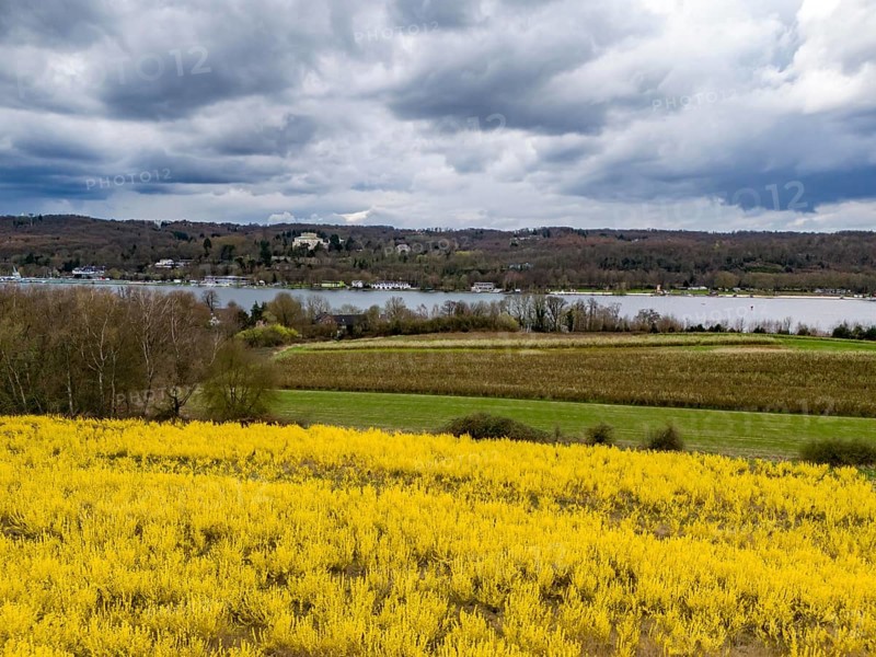 Flowering forsythia bushes, cultivation of a tree nursery, in Essen Fischlaken, in spring, March, still little green vegetation, above the Lake Baldeney, in the background the northern shore with the Villa Hügel, Essen, North Rhine-Westphalia, Germany, Europe