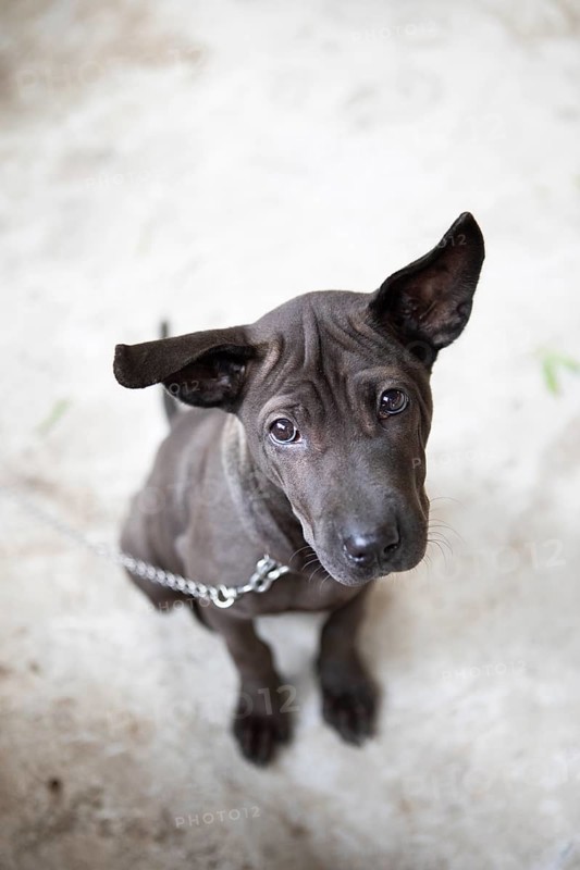 Domestic dog (Canis lupus familiaris) on a chain looking sadly into the camera, Gia Luan harbour, Cat Ba Island, Halong Bay, Vietnam, Asia