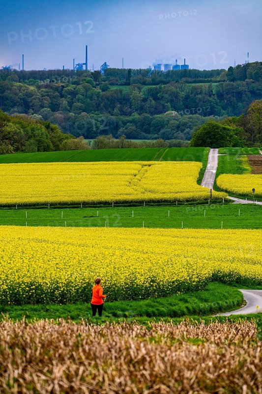 View over Mülheim an der Ruhr, Ickten, rape fields, over the Ruhr heights, to Duisburg-Hüttenheim, steelworks, blast furnaces, coking plant, of the Krupp-Mannesmann steelworks, HKM, North Rhine-Westphalia, Germany, Europe